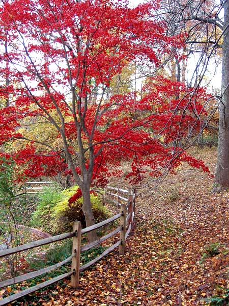 Fence behind my house