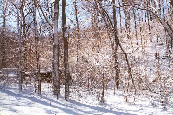 Snow-covered trees